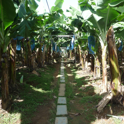 Bananas